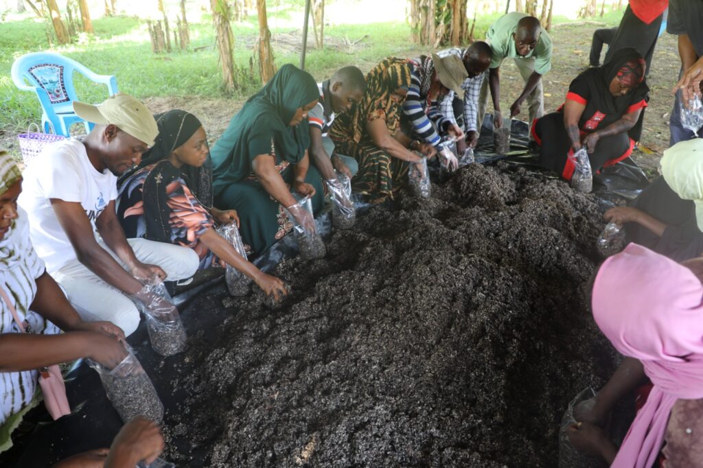 Can Oyster Mushrooms Transform Agriculture in Kwale County?
